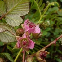 Rubus leucocarpus Arn.